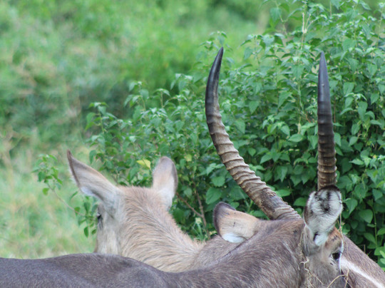 Dida Tours and Safaris-山祖必去景点
