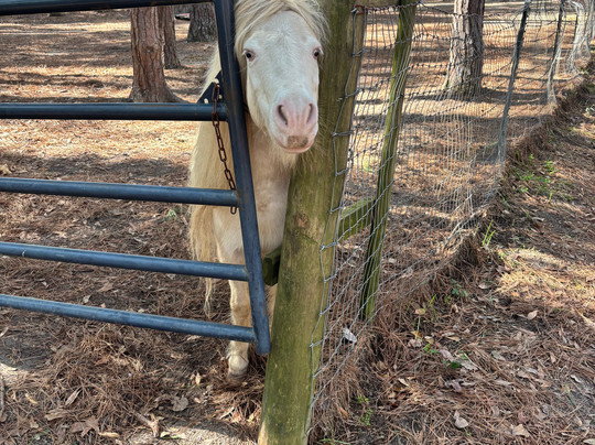 Redemptive Love Farm-Miccosukee必去景点