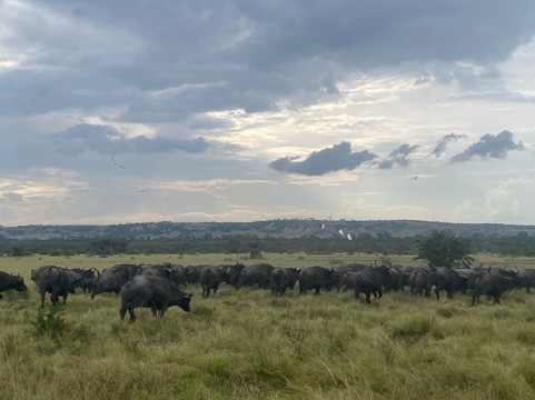 FK Car Rental Uganda-坎帕拉必去景点