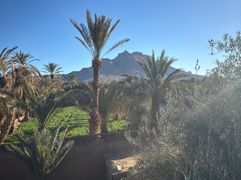 Le Chant des Palmiers主图