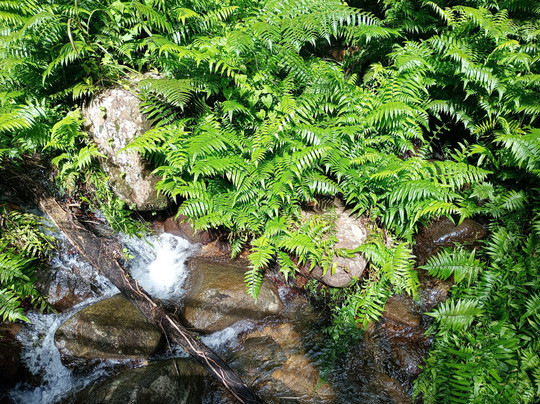 Le SDG - Cascade-Fonds Saint Denis必去景点