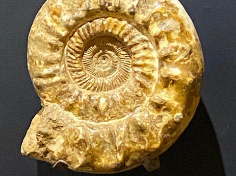 MUSEO DEL METEORITO EL ORIGEN DE LA NUEVA VIDA-Progreso必去景点