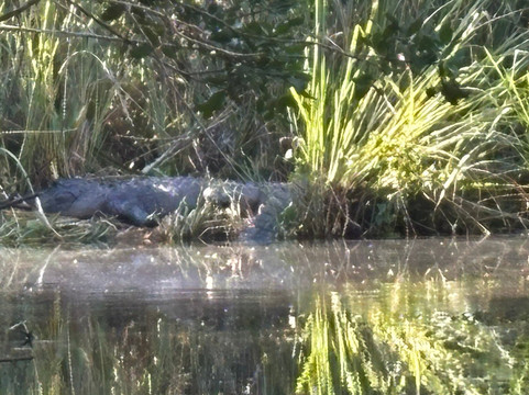 Everglades Adventure Tours-奥乔皮必去景点