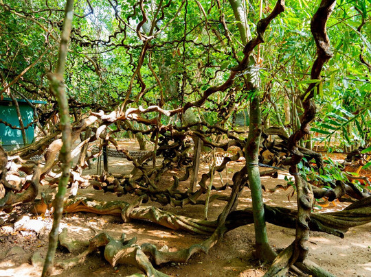 Kosgoda spice Garden 777-科斯戈德必去景点