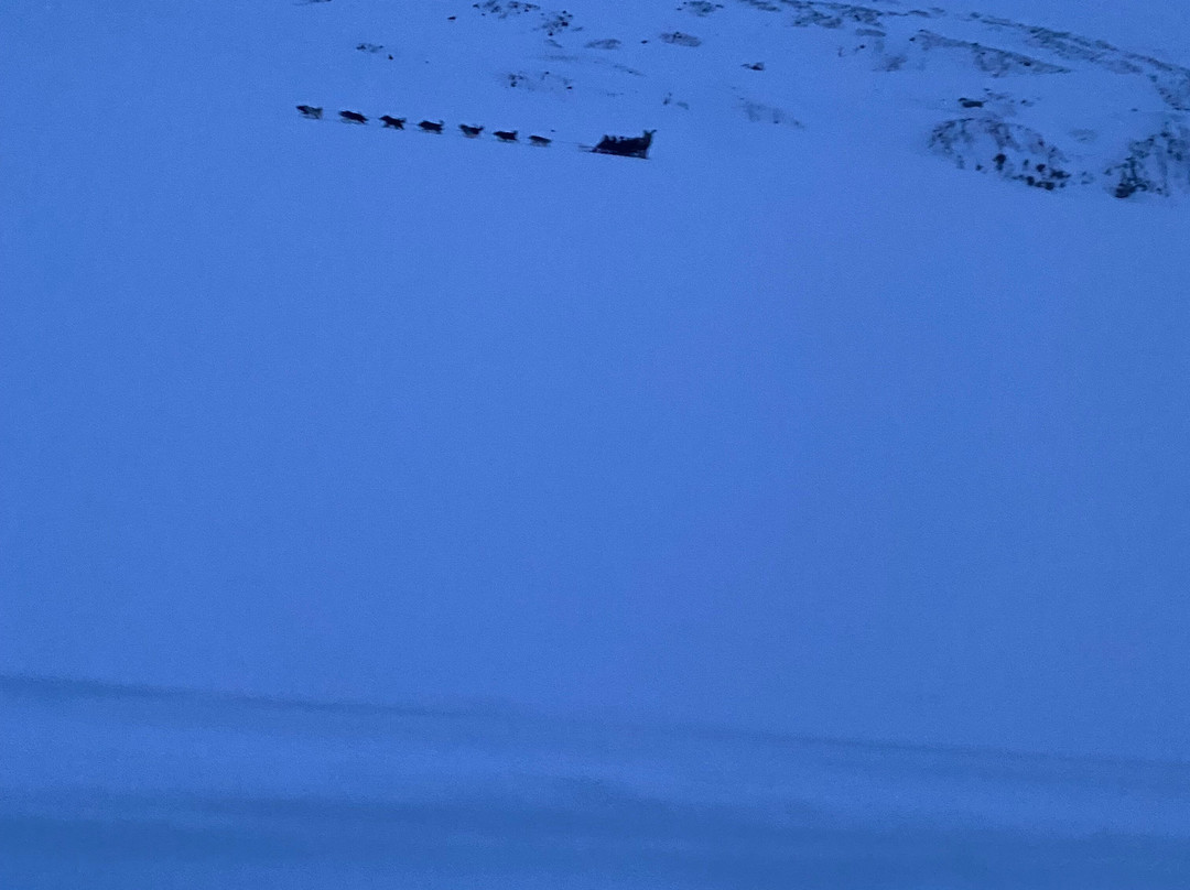 Green Dog Svalbard-朗伊尔城必去景点