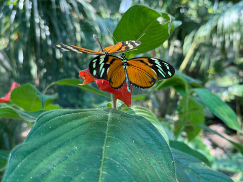 Royal Butterflies-哈科必去景点