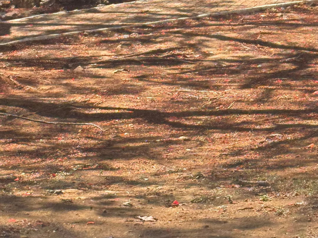 Vila dos Remedios-费尔南多-迪诺罗尼亚群岛必去景点