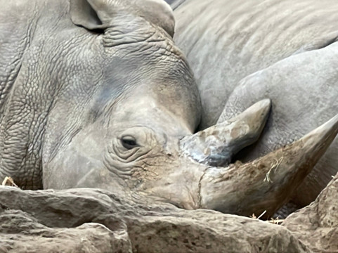 Marwell Zoo-温彻斯特必去景点