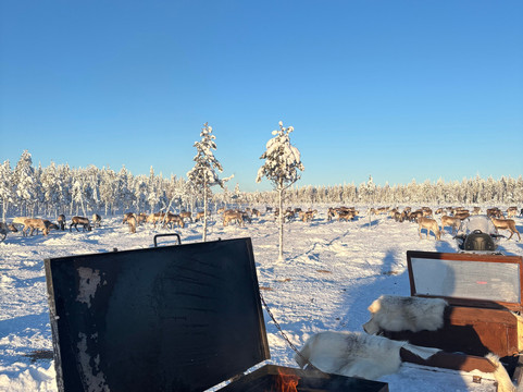 Naamisuvanto Safari & Fishing Resort-Pello必去景点