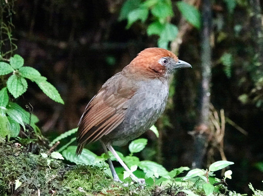 Jaguarundi Travel-波哥大必去景点