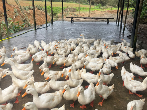 The Duck Stop-Hung Trach必去景点