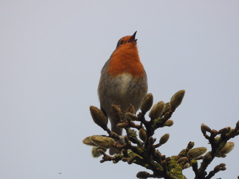 Bicton Park Botanical Gardens-Bicton必去景点