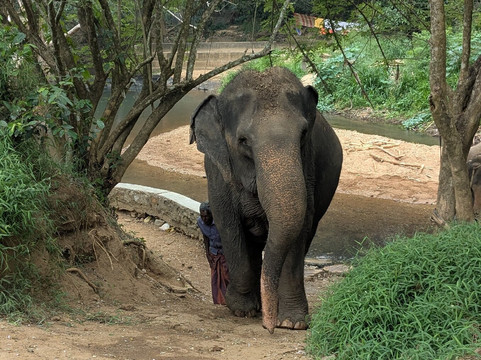 Elephant Freedom Project-凯格勒 必去景点