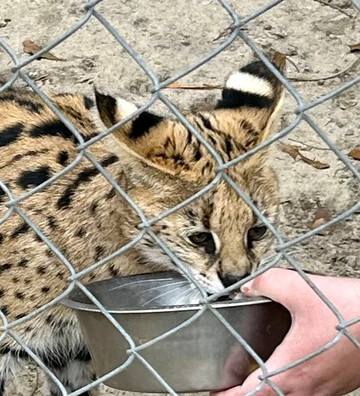 Bear Creek Feline Center-巴拿马城必去景点