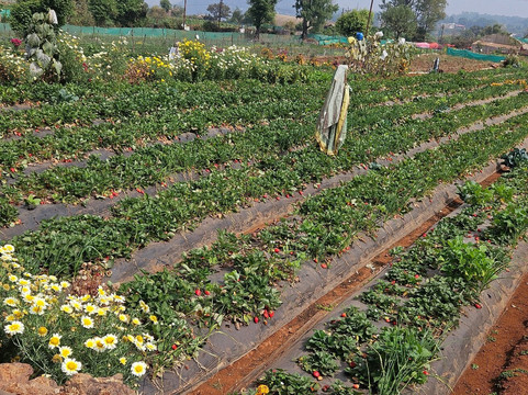 Mapro Garden-马哈巴勒什瓦必去景点