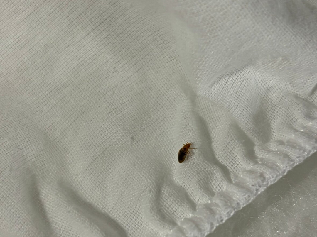 智选假日套房酒店阿比林主图