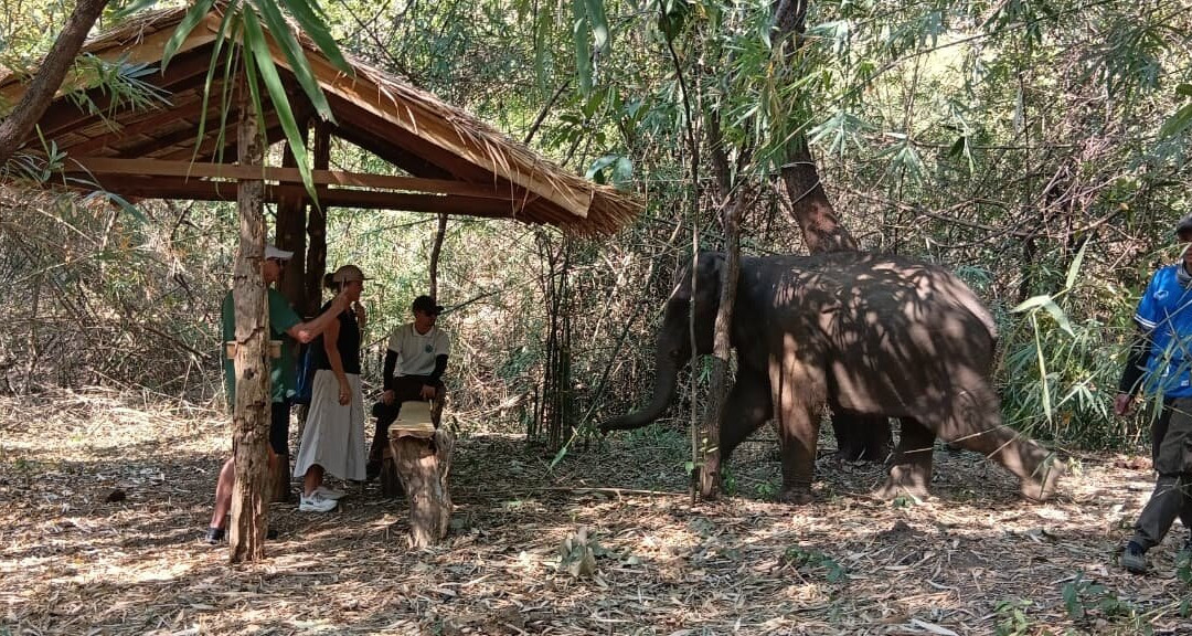 Luang Prabang Elephant New Home-琅勃拉邦必去景点