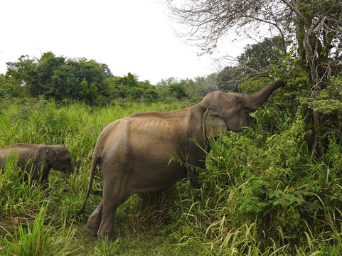 Jeep Safari With Gayan-锡吉里亚必去景点
