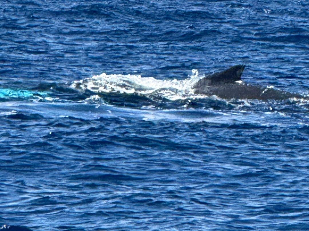 ​​​Kainani Sails ​Makai Adventures-拉海纳必去景点