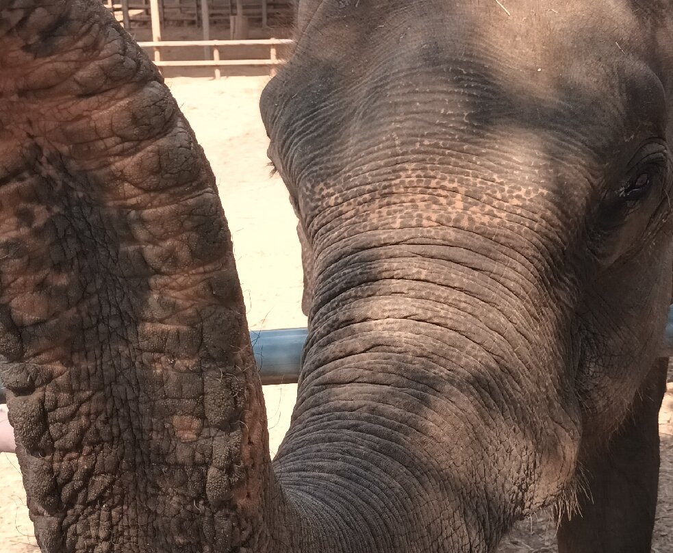 The Tuk Tuk Club-清迈必去景点