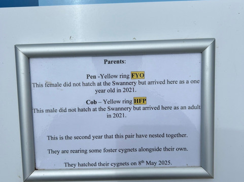 Abbotsbury Swannery-Abbotsbury必去景点