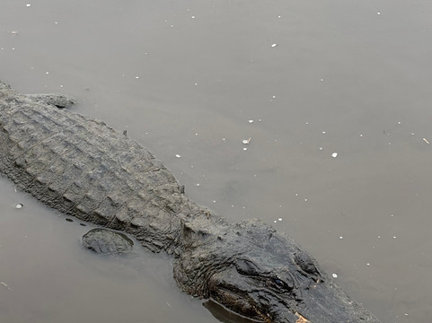 Ragin Cajun Airboat Tours-新奥尔良必去景点