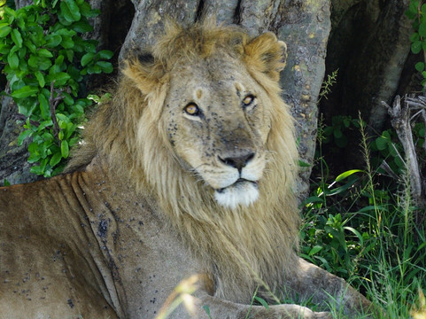 Afrikan Accent Adventures-内罗毕必去景点