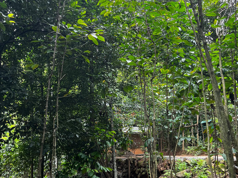 Kandy Spice Walk-康提必去景点