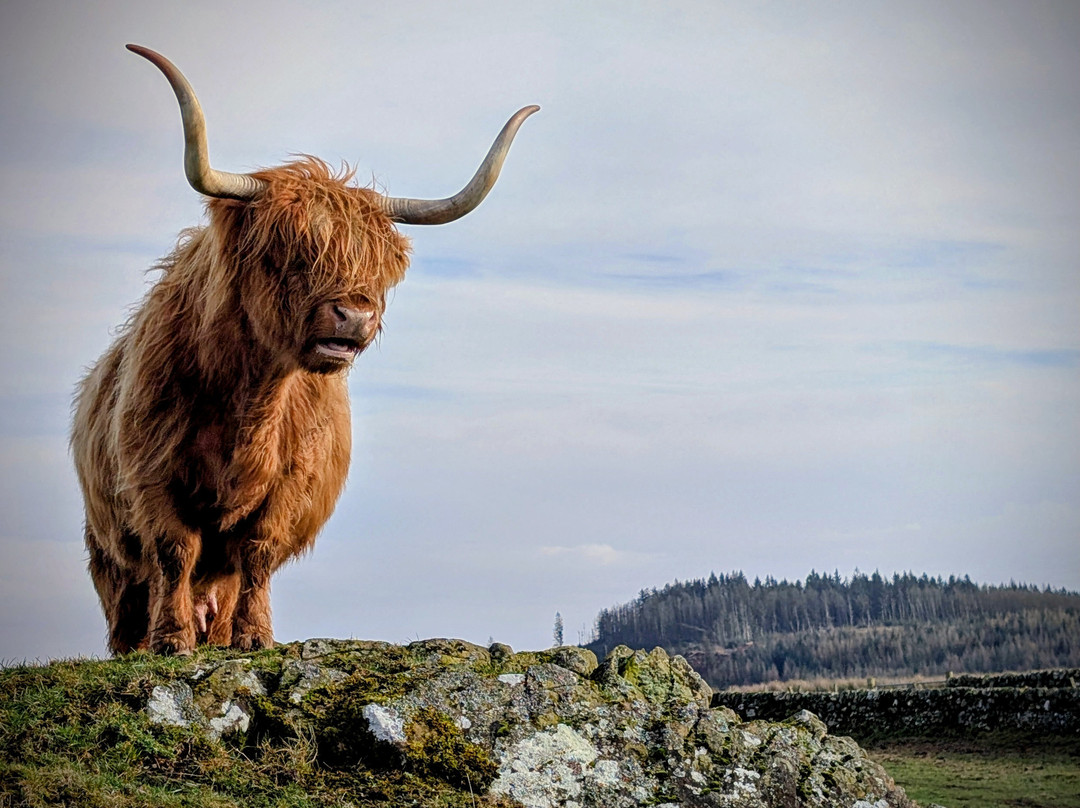 Kitchen Coos & Ewes-New Luce必去景点