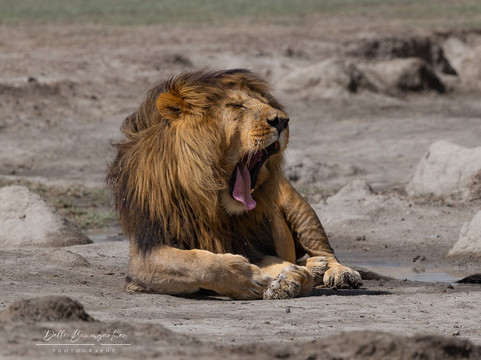 Sababu Safaris-阿鲁沙必去景点