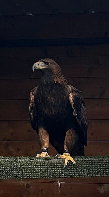 Kingdom Falconry - Dingle-丁格尔必去景点