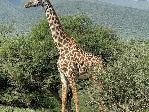 Roy Safaris-阿鲁沙必去景点