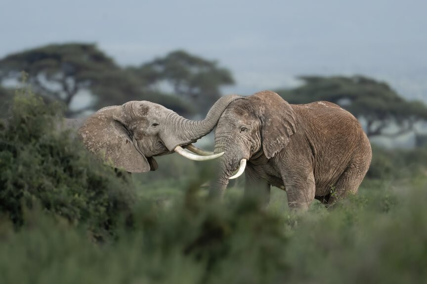 Destinations Kenya Safari-内罗毕必去景点