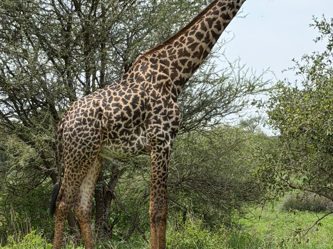 Safari Avventura-阿鲁沙必去景点