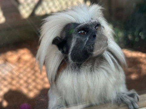 North Florida Wildlife Center-Lamont必去景点