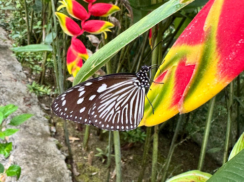 Siquijor Butterfly Sanctuary-锡基霍尔岛必去景点