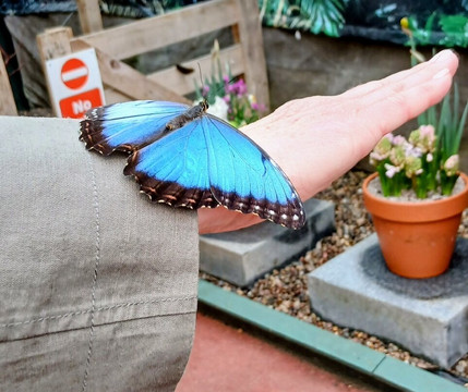 Stratford Butterfly Farm-埃文河畔斯特拉特福必去景点
