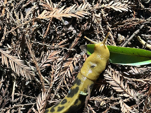 Armstrong Redwood State Reserve-Guerneville必去景点