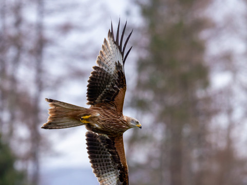 Argaty Red Kites-Doune必去景点