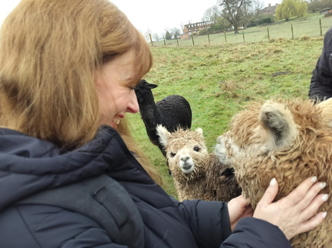 London Alpacas-Epping必去景点