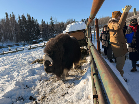 Large Animal Research Station-费尔班克斯必去景点