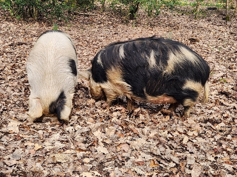 Briery Hill Llamas-Kilcot必去景点