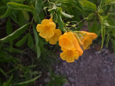 Point Udall-圣克鲁斯必去景点