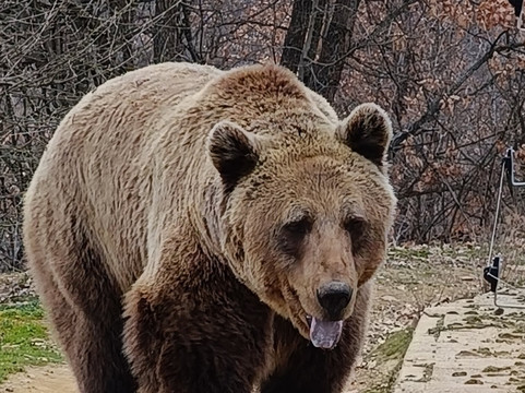 BEAR SANCTUARY Prishtina-普里什蒂纳必去景点