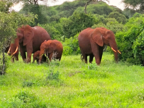 Travel Tamaro Adventures-迪亚尼必去景点