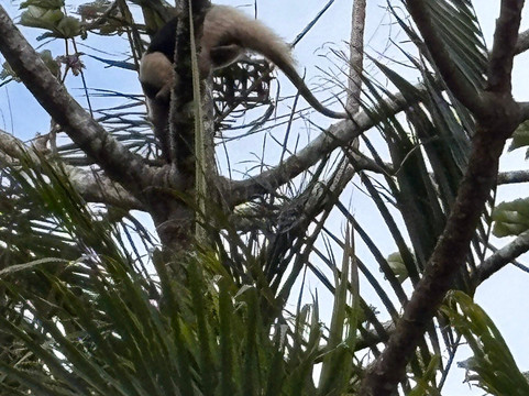 Maleku Tours-利比里亚必去景点