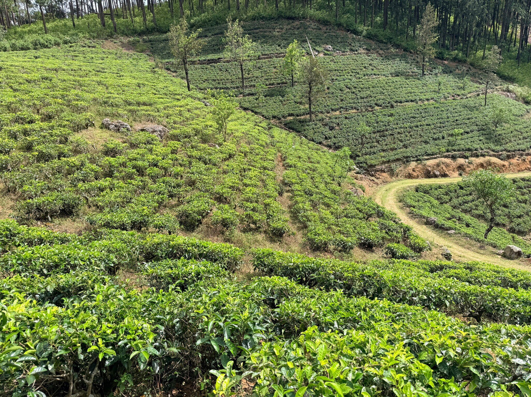 Sri Lanka Trekking-康提必去景点