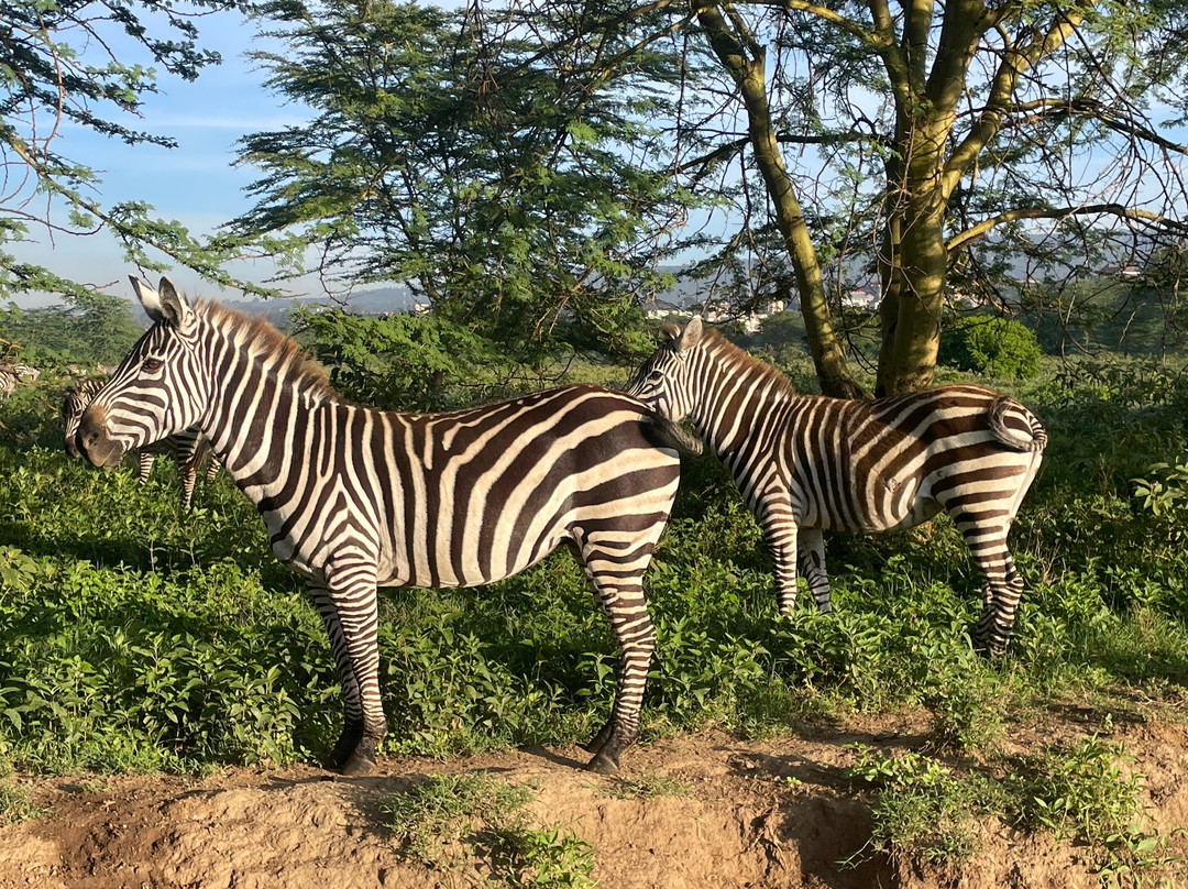 Malnodez Safaris-纳库鲁必去景点