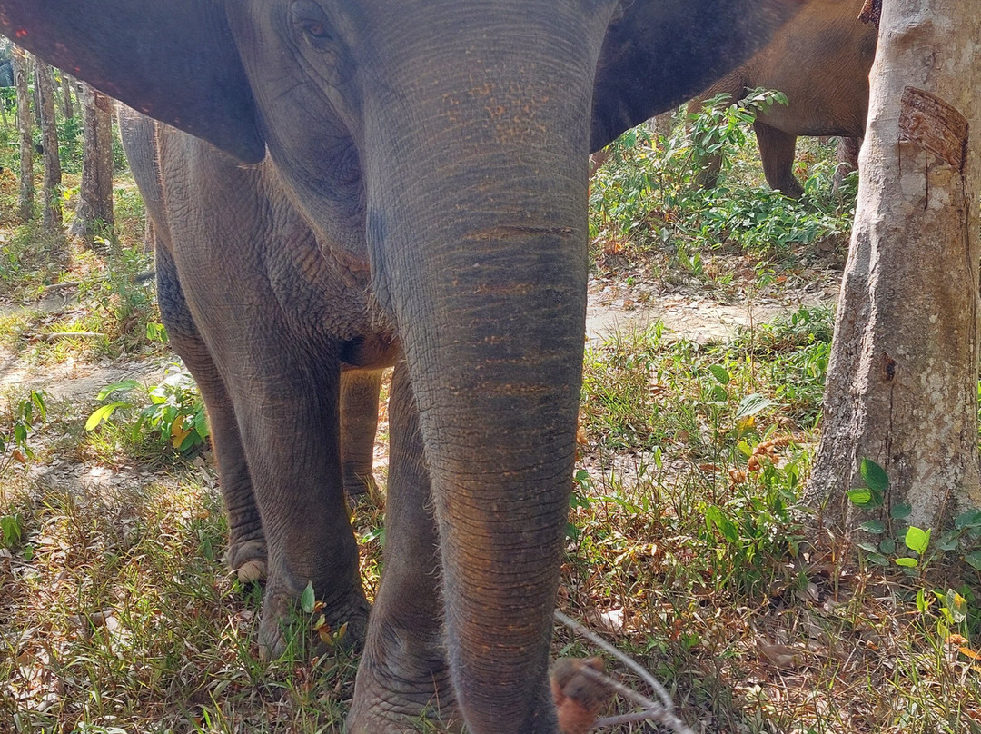 Lanta Elephant Sanctuary-兰塔岛必去景点
