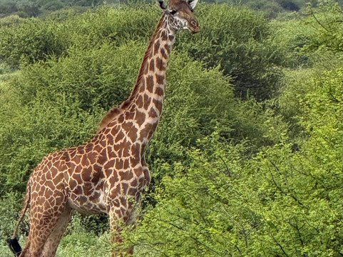 Aventure Safaris-蒙巴萨必去景点